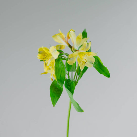 una flor para arreglos florales en puerto rico