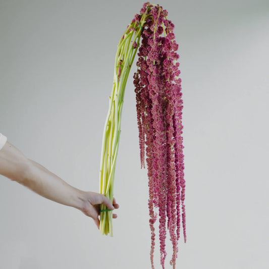 La flor Amaranthus colgante burgundy