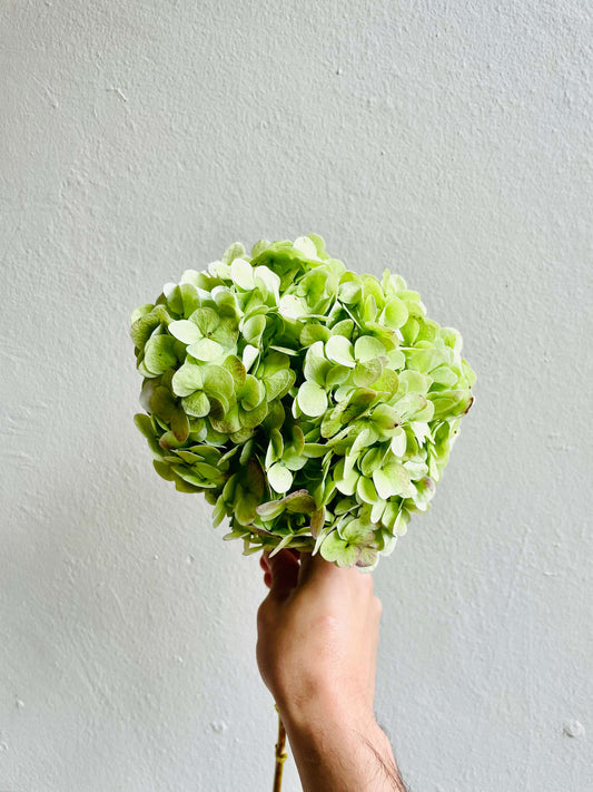 las flores hortensias son conocidas