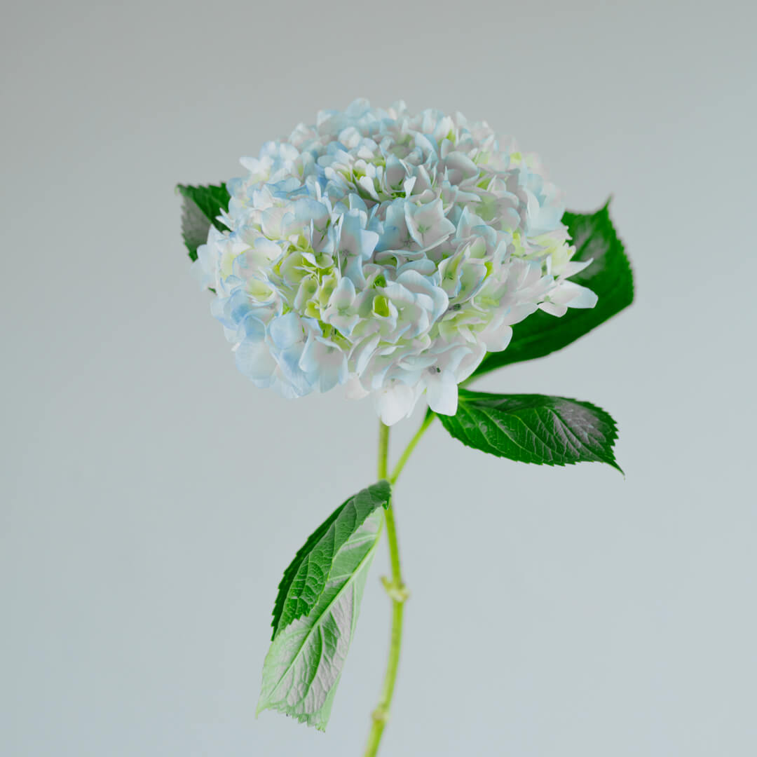 Flor Hortensia azul