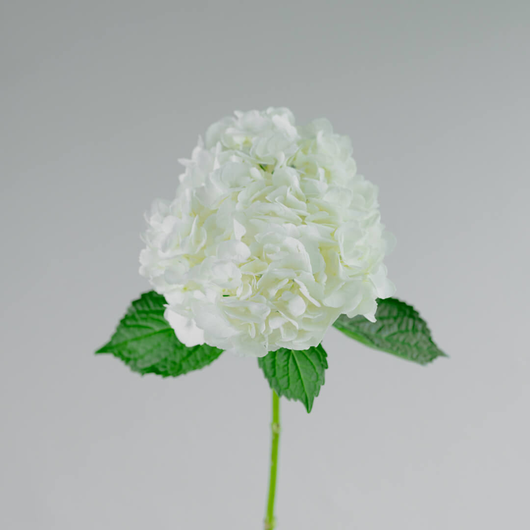 Hortensias Blancas Premium individual