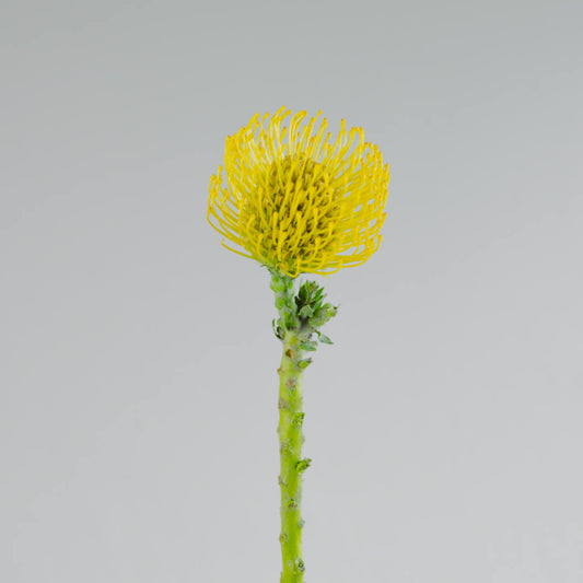 una flor de tendencia en puerto rico