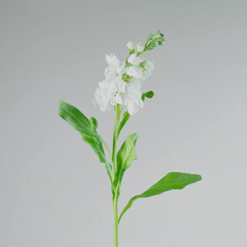 flor de color blanco orquídea