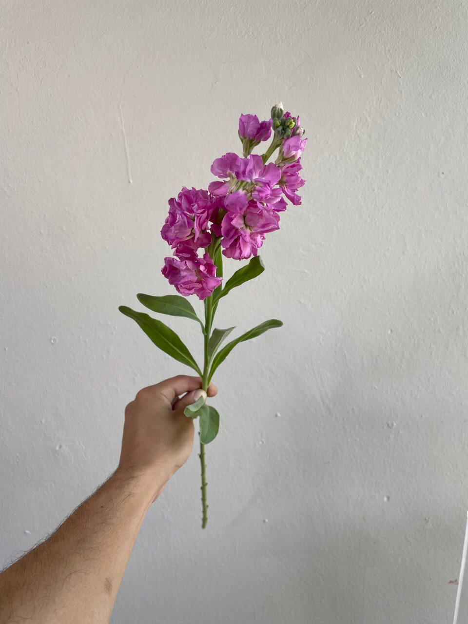 orquídea decorativa flores